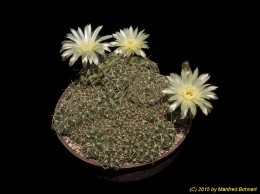 Gymnocalycium uruguayense 397